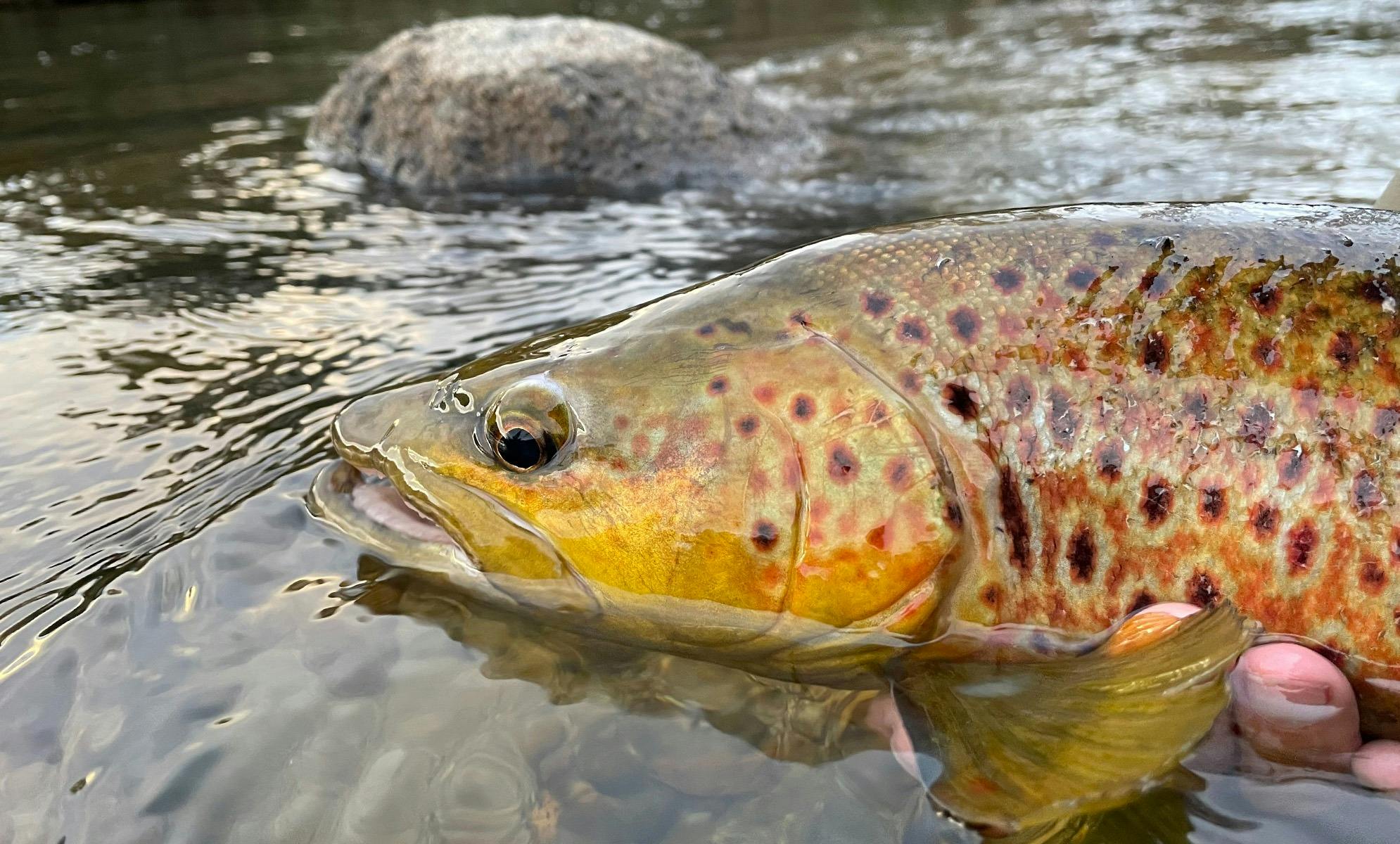 A brown trout being held underneath, partially in the water to be released