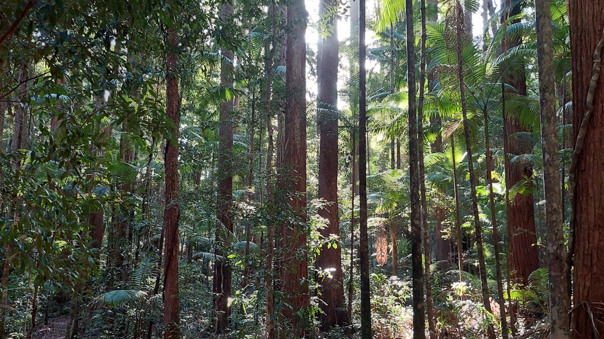 Valley of the Giants