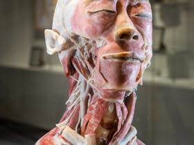 The Real Human Anatomy Exhibition