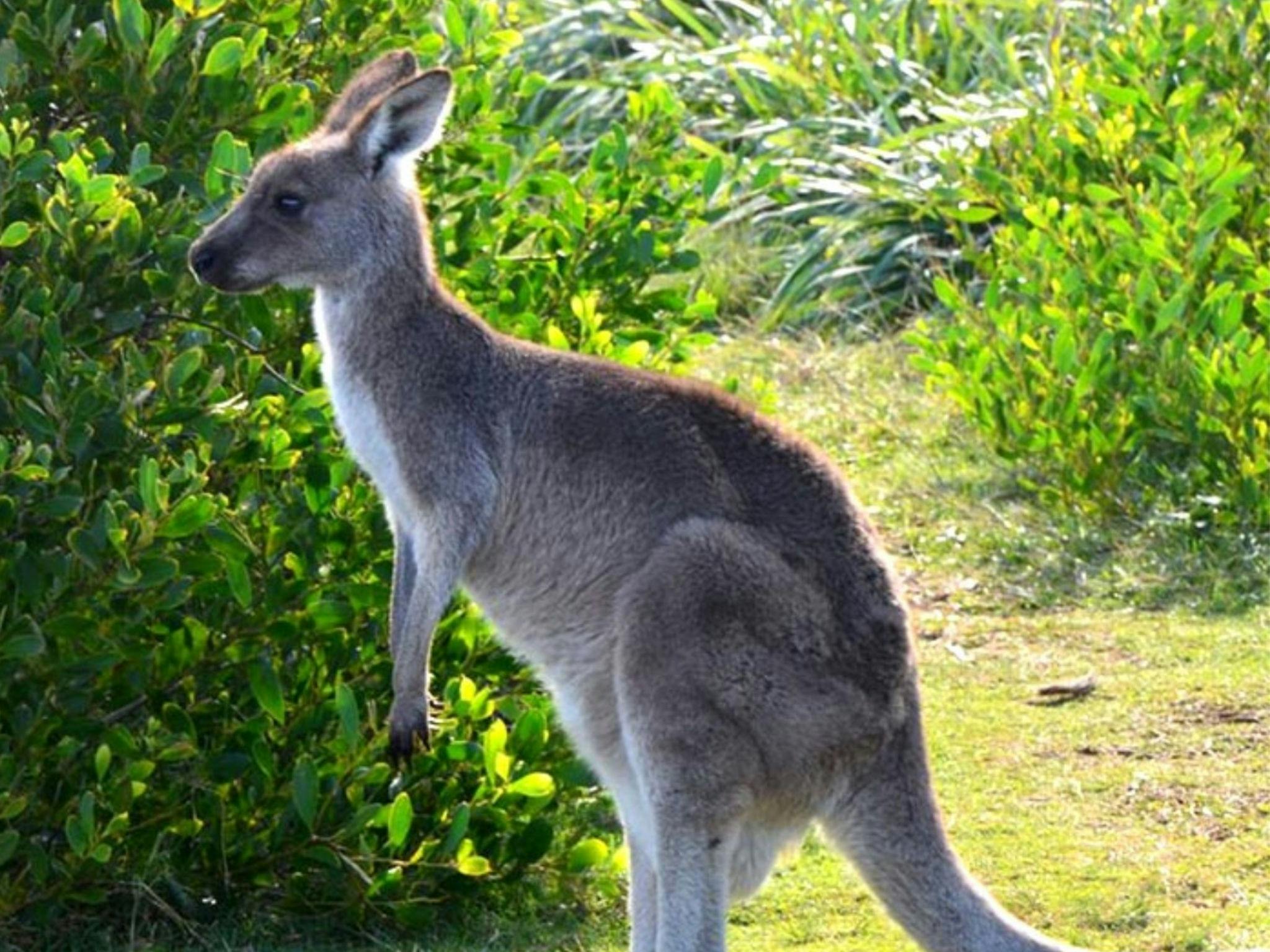 Wooli to Red Rock and Transfer Back to Yamba