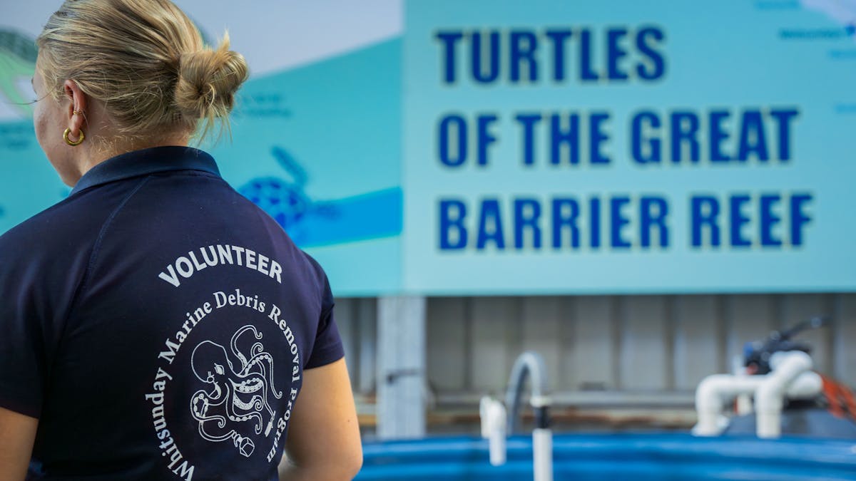turtles of the great barrier reef eco tour guide