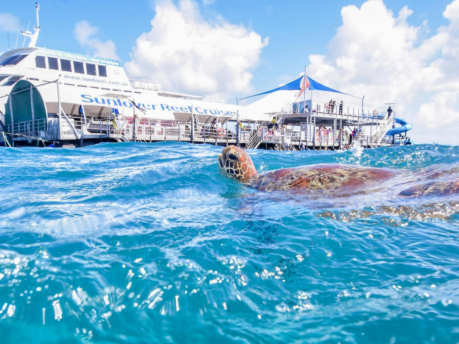 Teeming with curious marine life, Sunlover's location is prime Teeming with curious marine life, Sunlover's location is prime