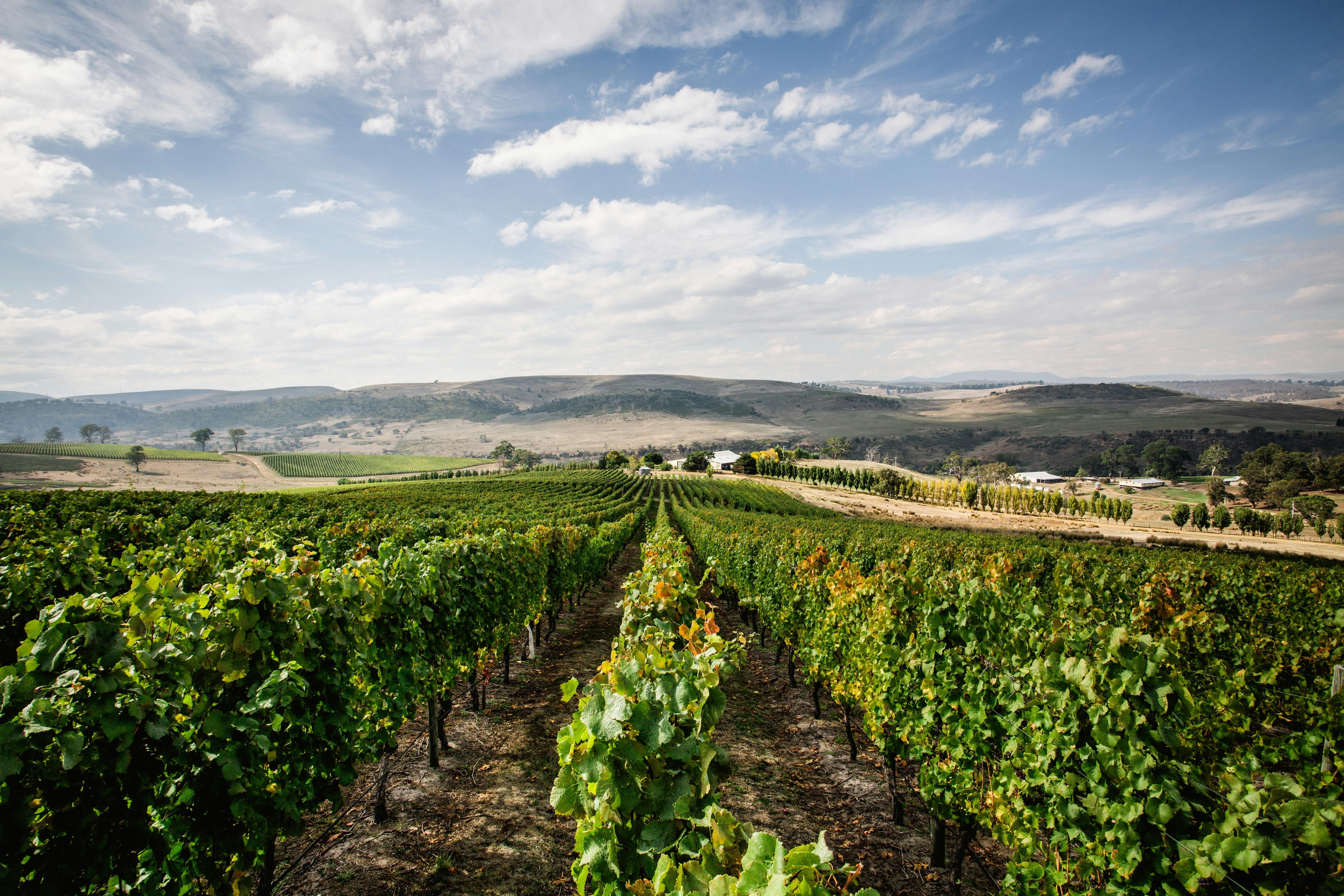 Scenic flight wine tasting