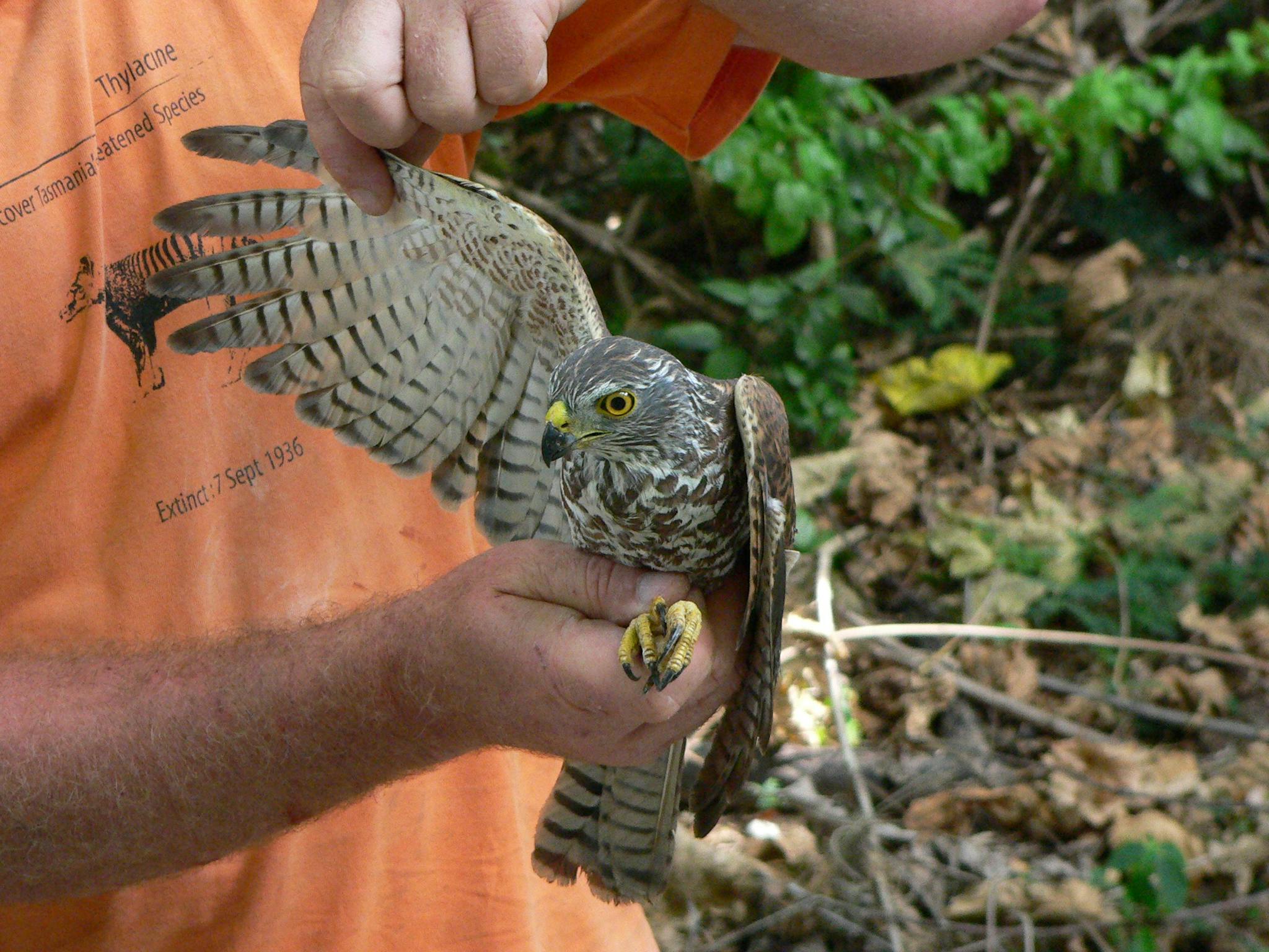 Christmas Island Bird'n'Nature Week
