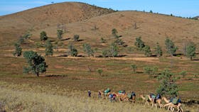Remote Northern Flinders Camel Trek