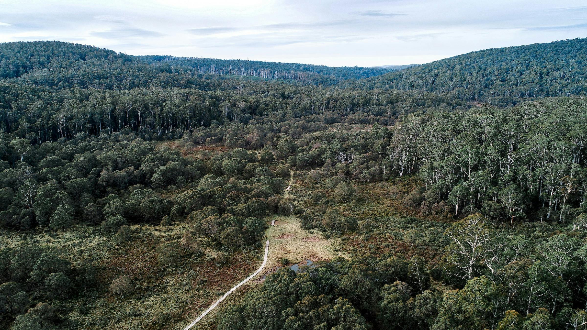 Aerial view of track through forested mountains