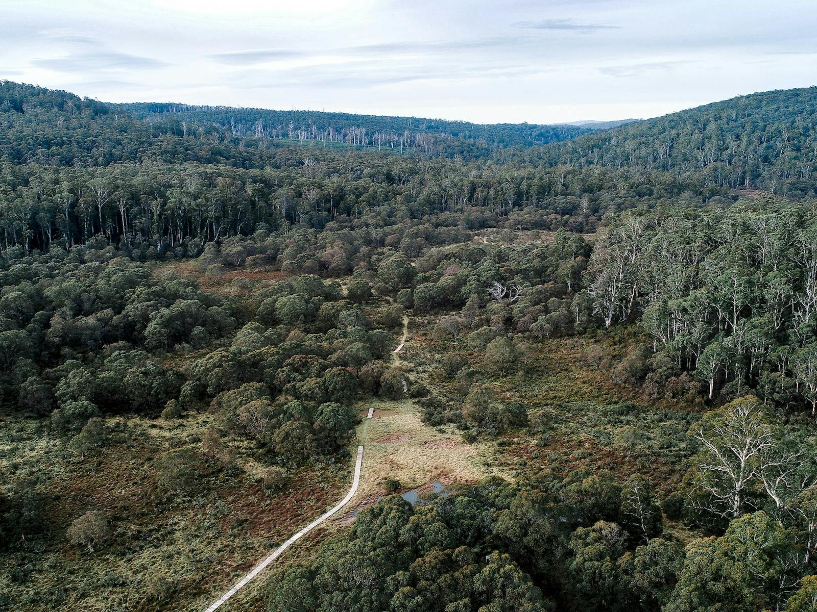 Aerial view of track through forested mountains