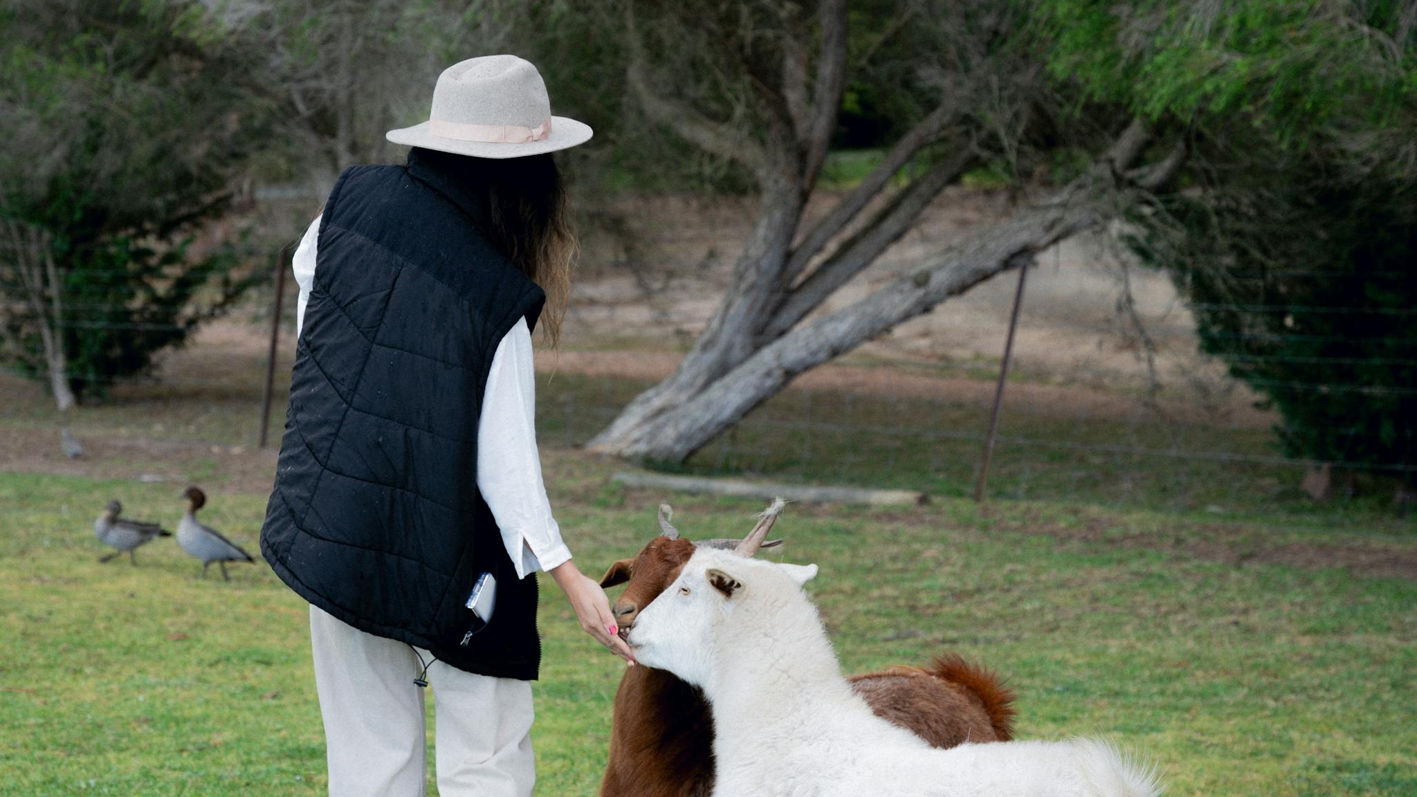 Guests feeding friendly goats at Eight Acres, surrounded by grass and trees in a farm setting