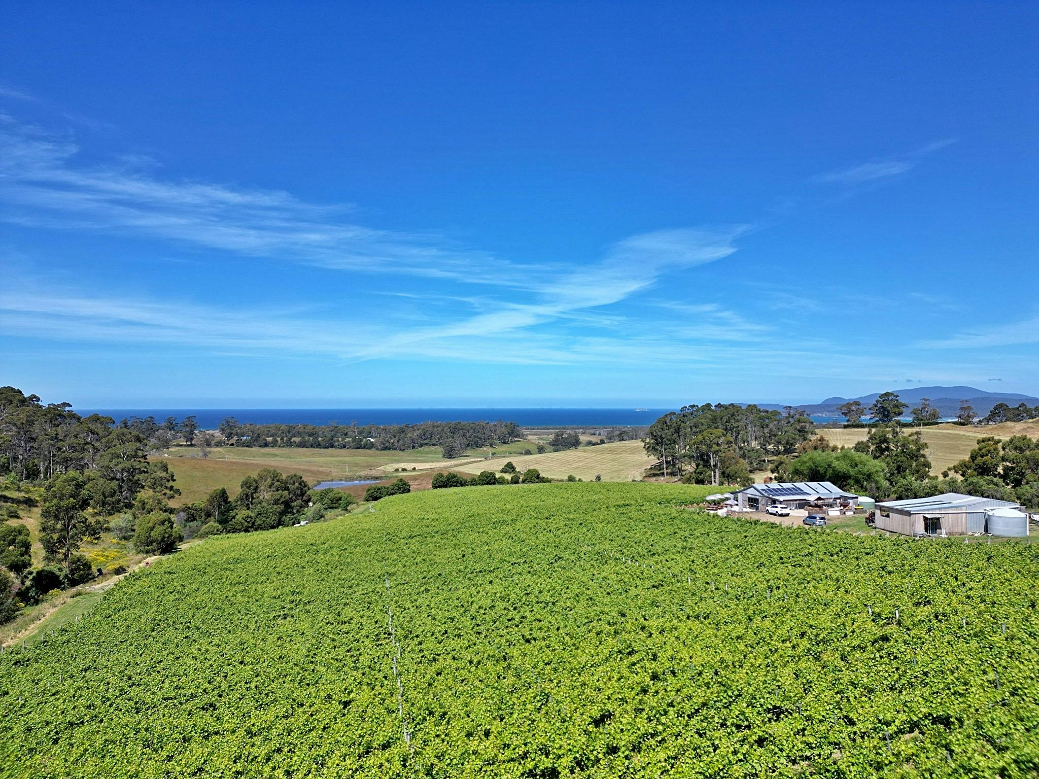 Cape Bernier Vineyard