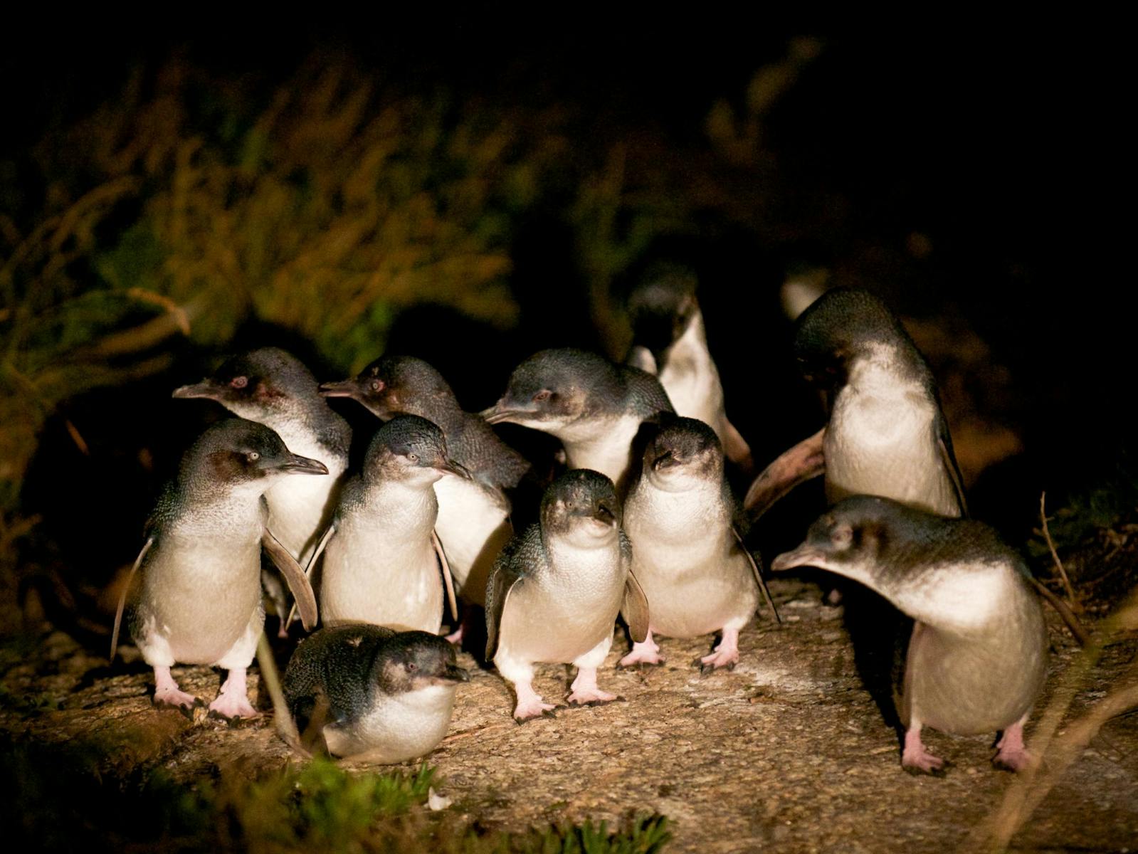 A Group of Penguins Heading Home!