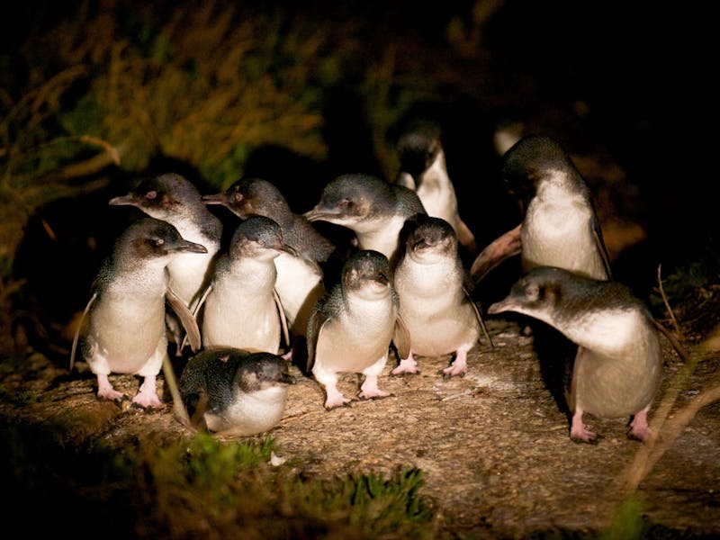 A Group of Penguins Heading Home!