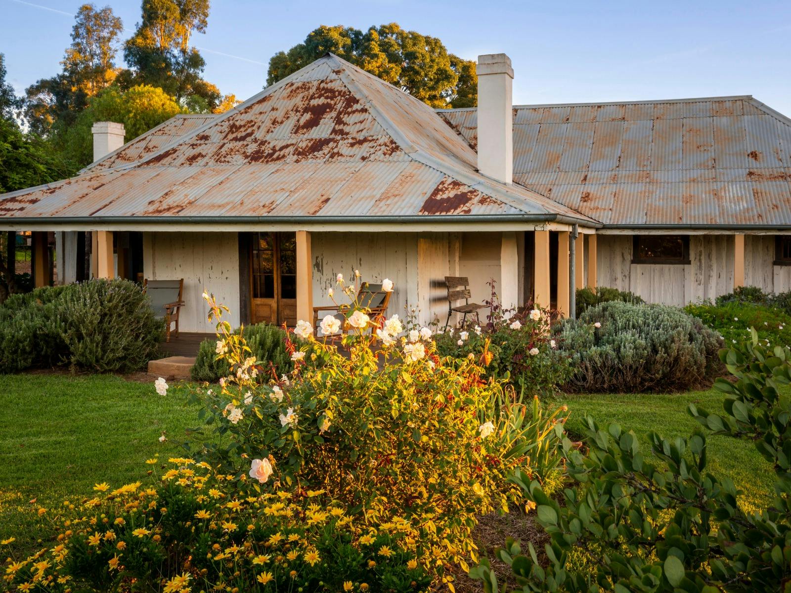 Golden hour hits the rose bushes, out the front of an old house with a tin roof.