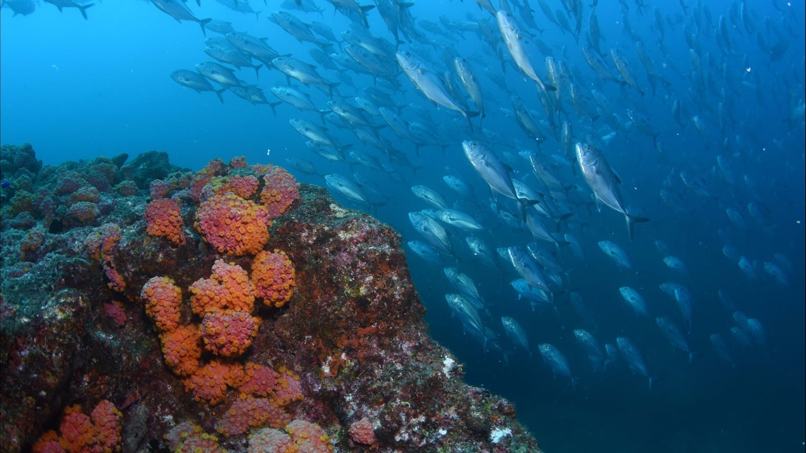Barwon Banks Dive Site