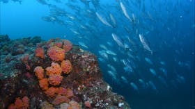 Barwon Banks Dive Site