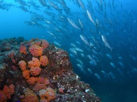 Barwon Banks Dive Site