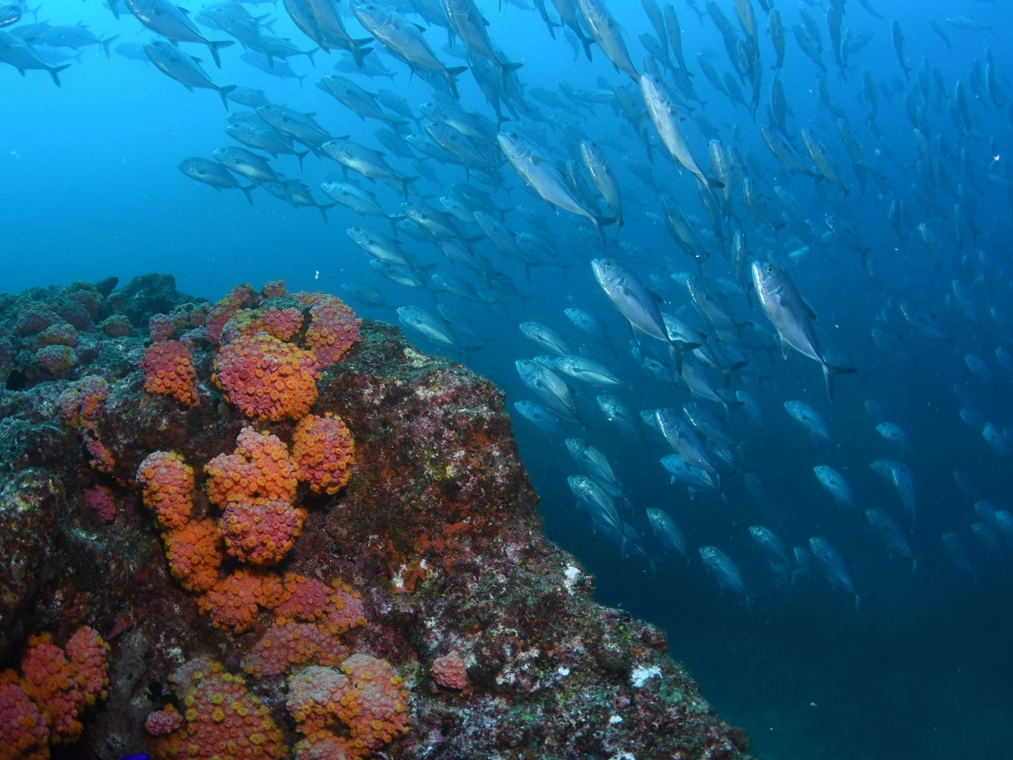 Barwon Banks Dive Site Barwon Banks Dive Site