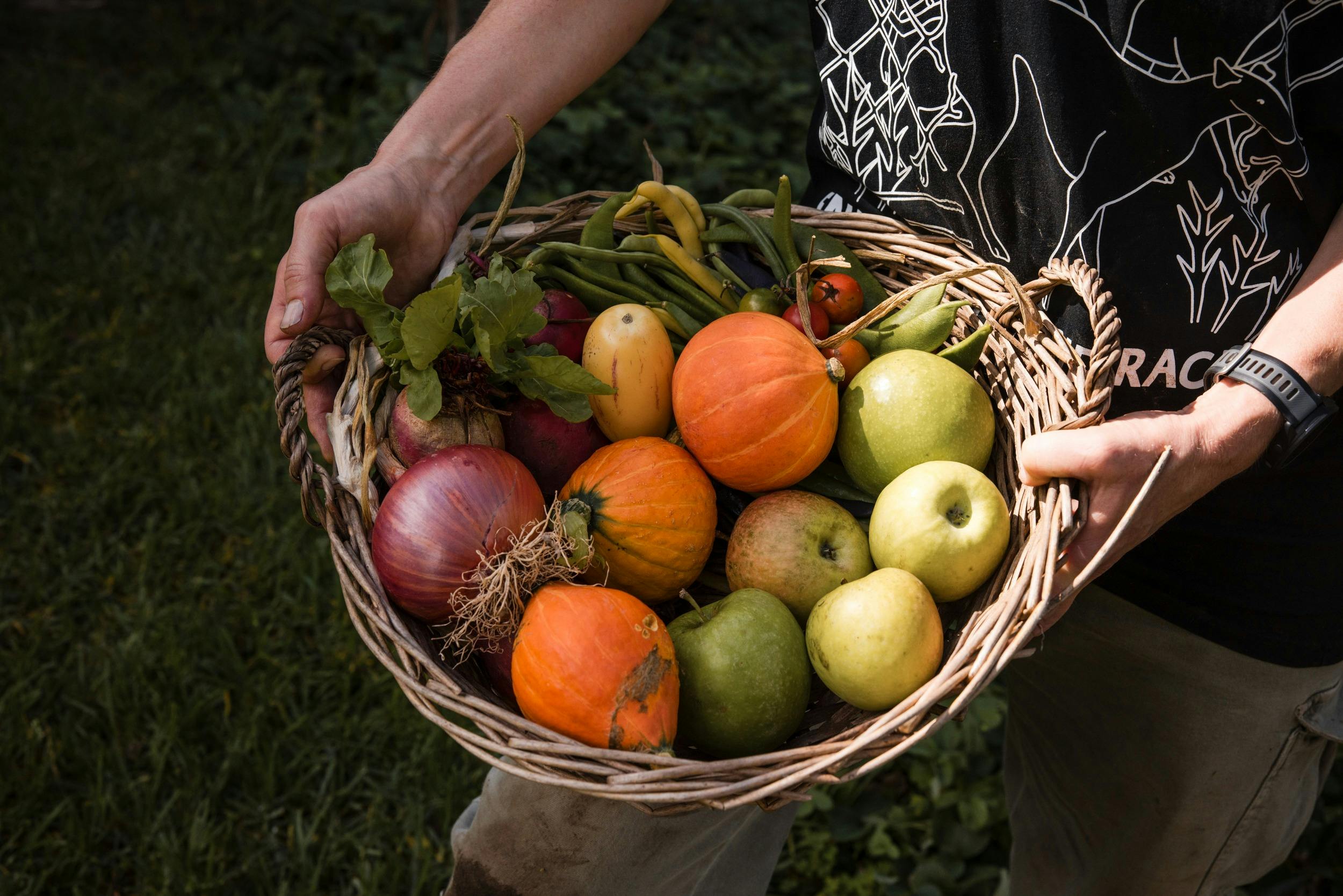 Hands holding a wicker basket full of apples, pumpkins and other veg