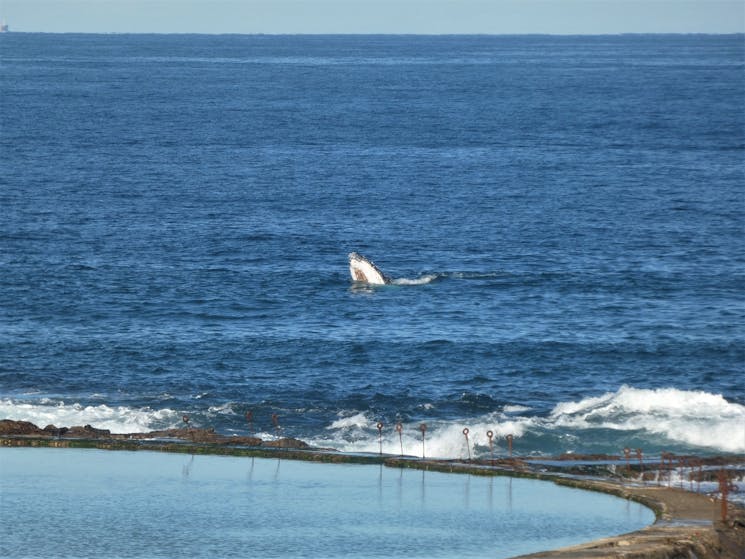 Whale surfacing near ocean baths