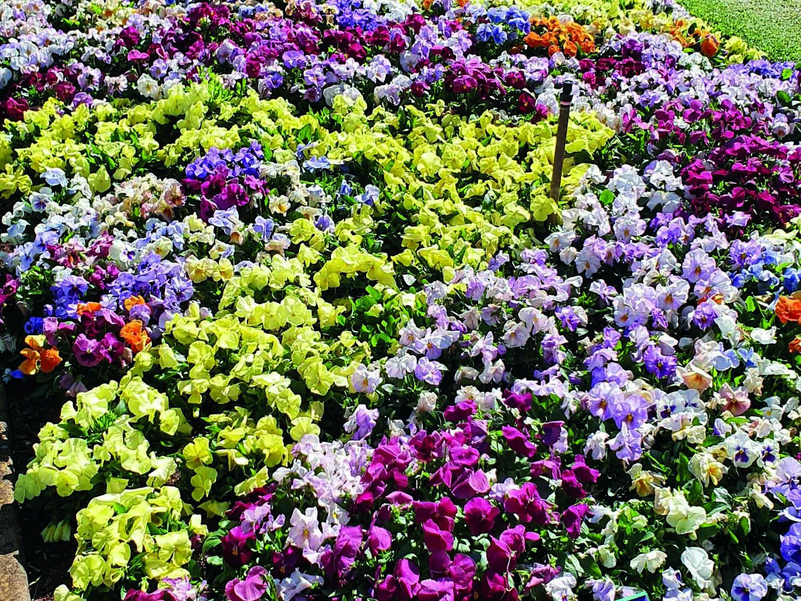 Queens Park Gardens Queens Park Gardens