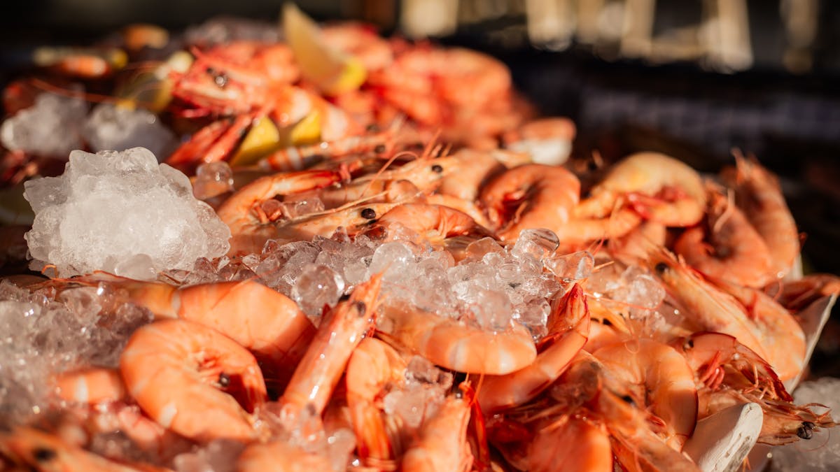 Fresh cooked prawns sitting on ice
