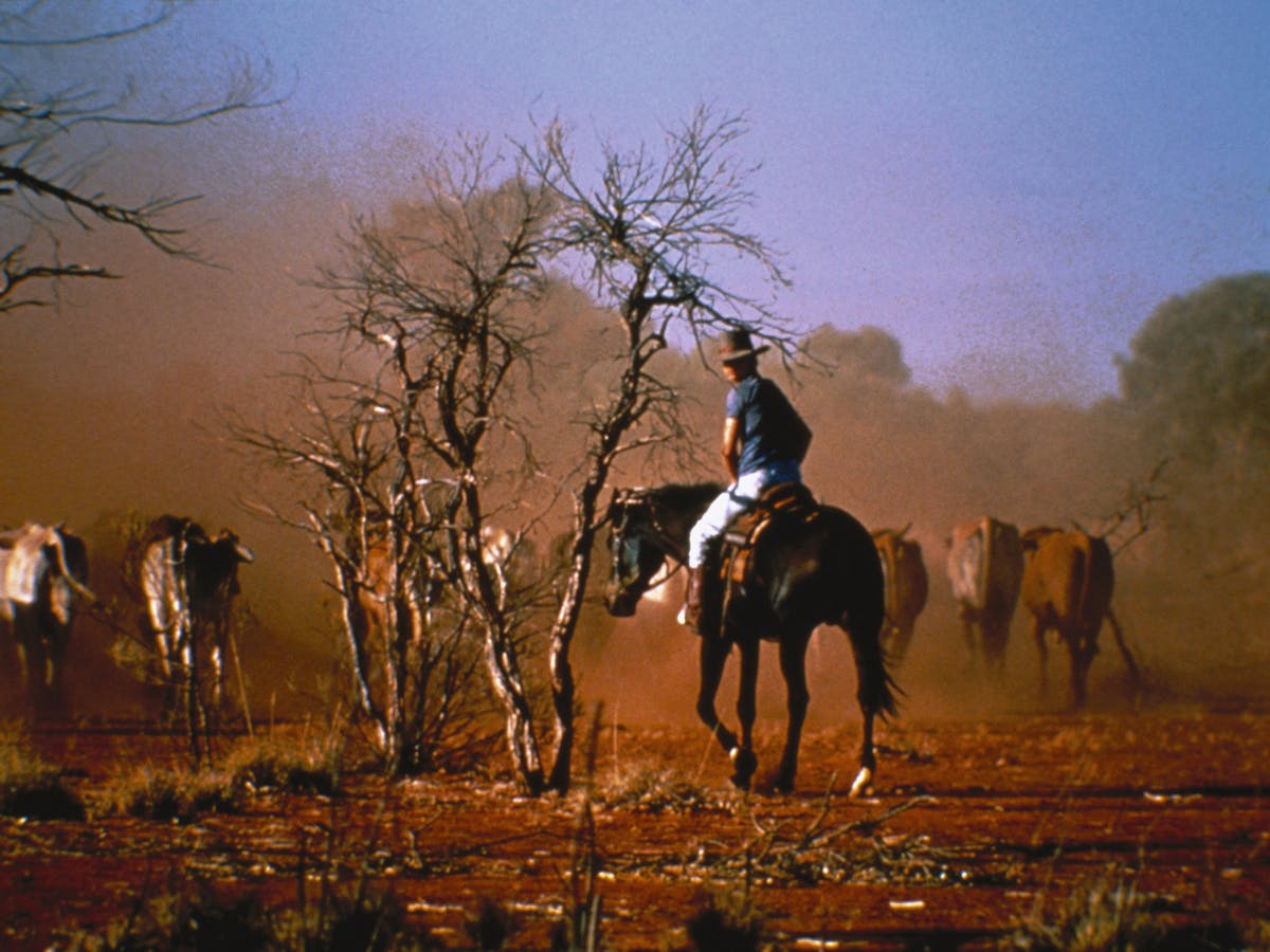 Cattle muster Cattle muster