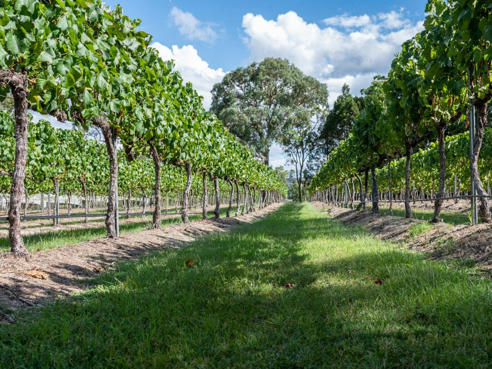 2 rows of grape vines 2 rows of grape vines