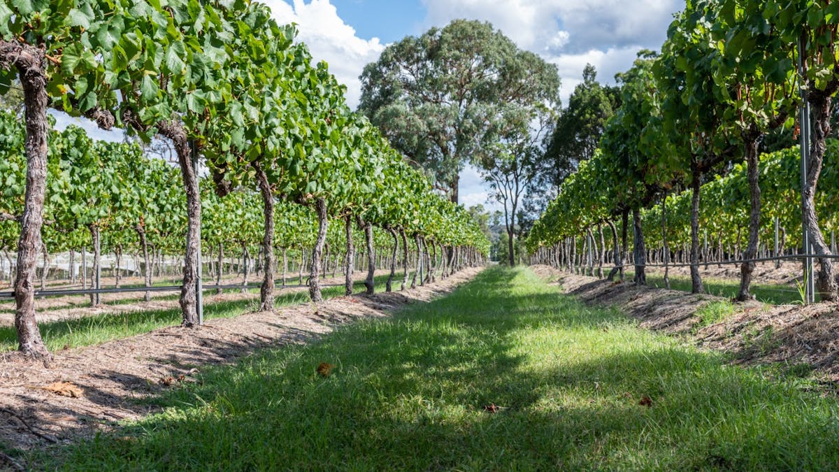 2 rows of grape vines