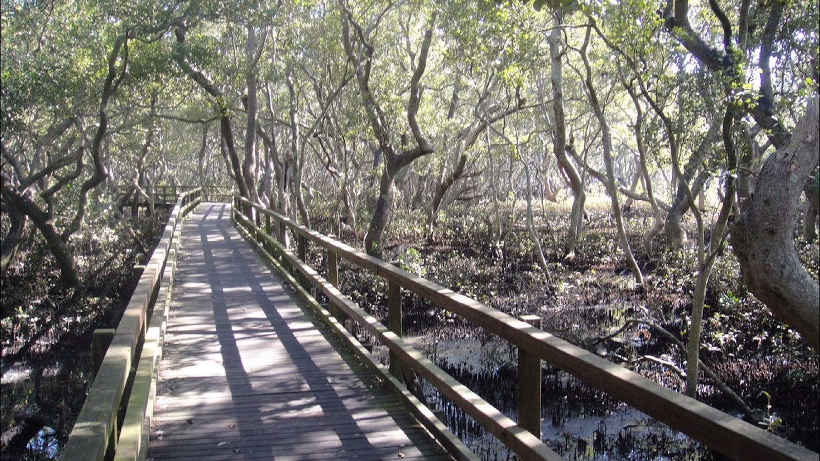 Wynnum North Mangrove Circuit