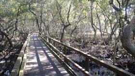 Mangrove Circuit