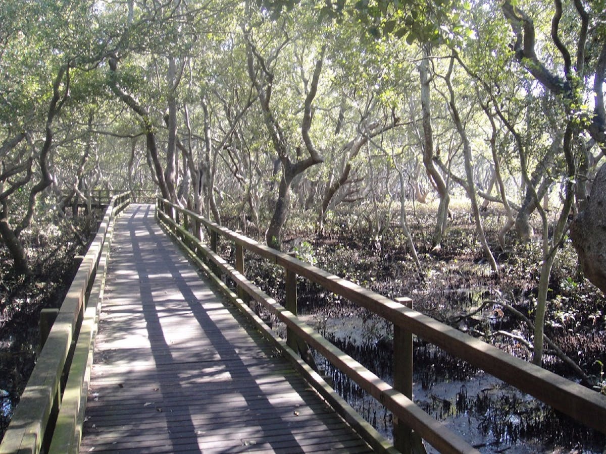 Mangrove Circuit Mangrove Circuit
