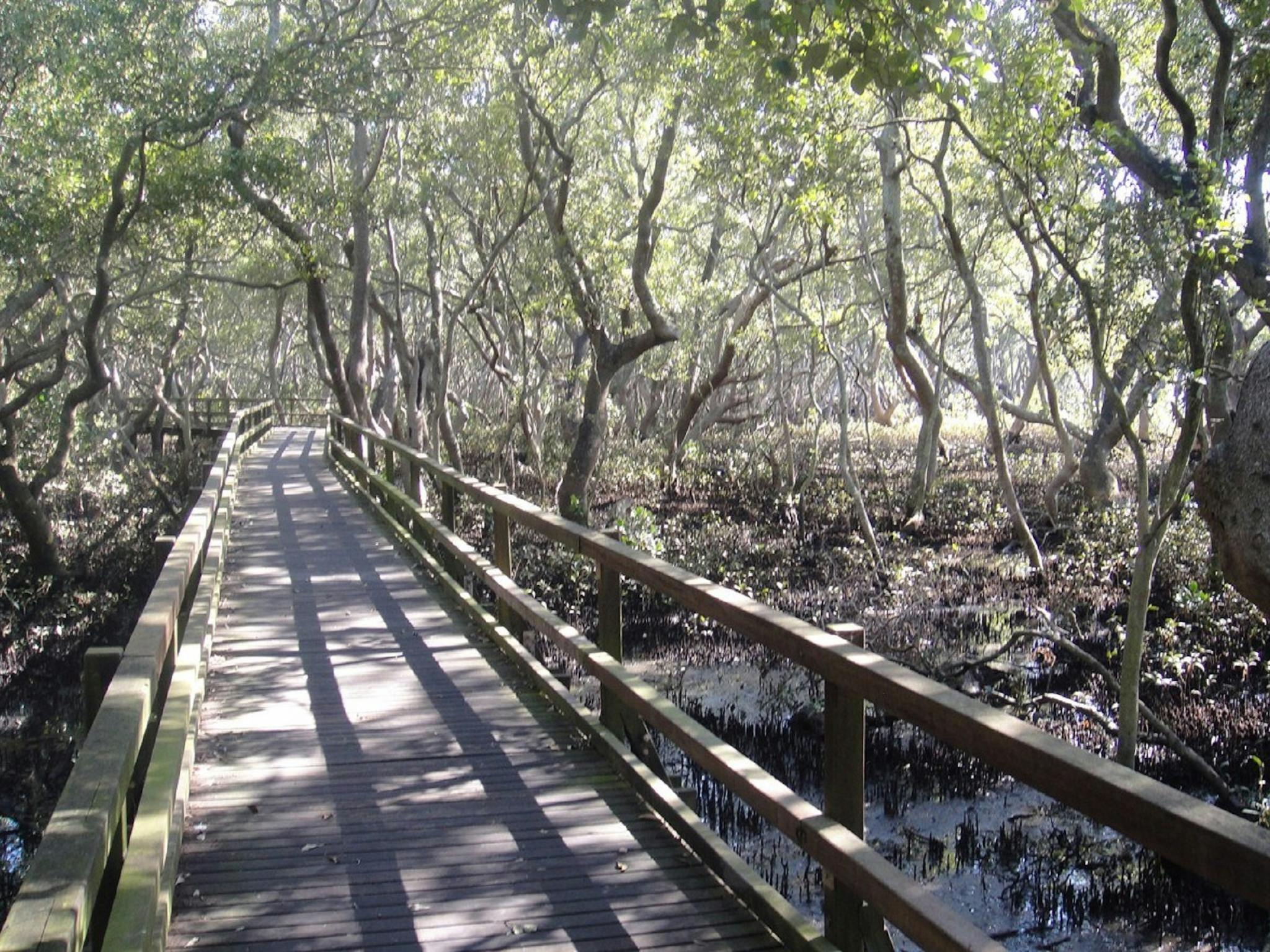 Mangrove Circuit Mangrove Circuit