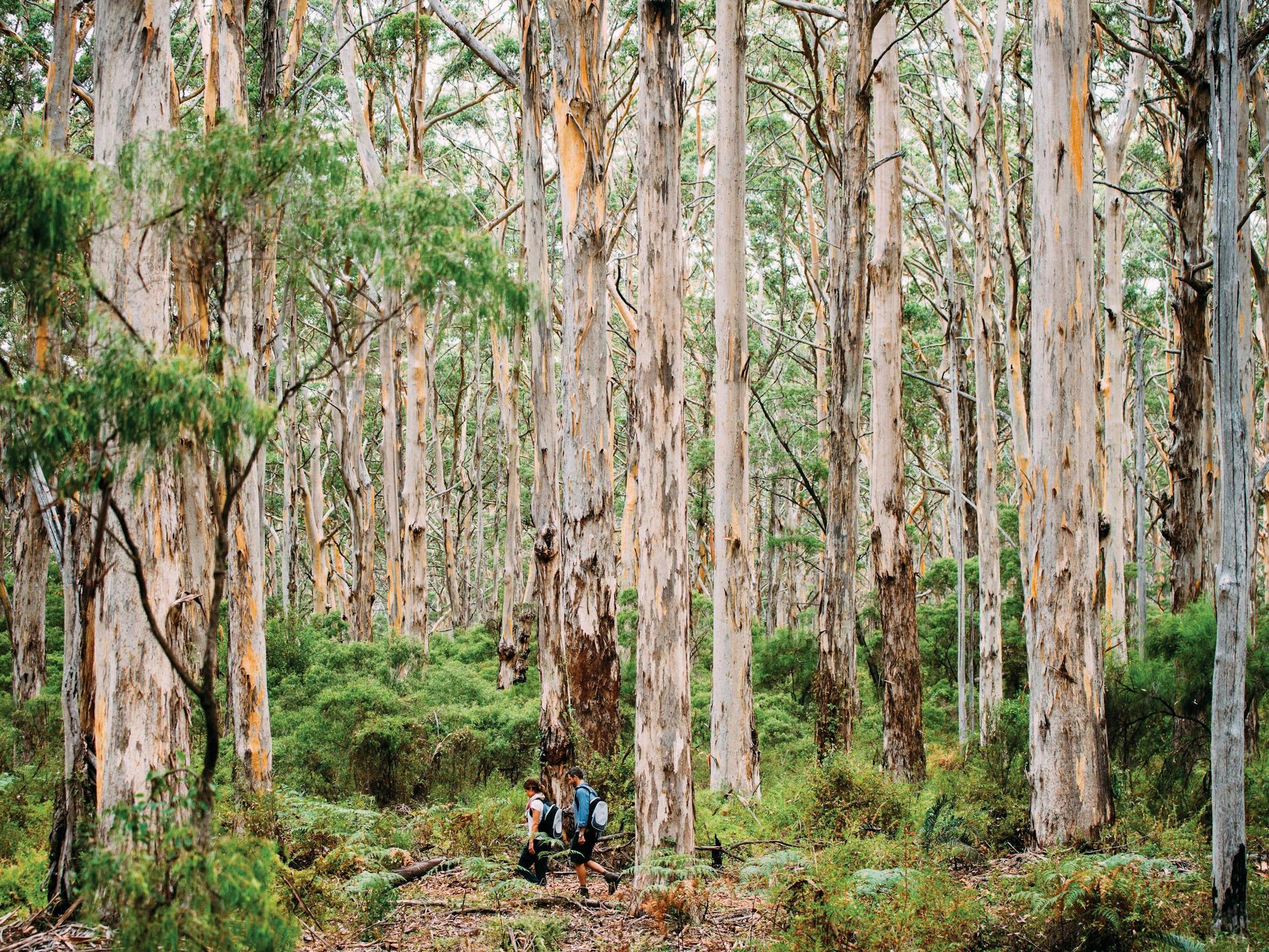 Boranup Forest.