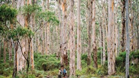 Boranup Forest.