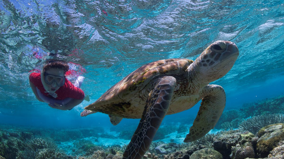 Lady Elliot Island
