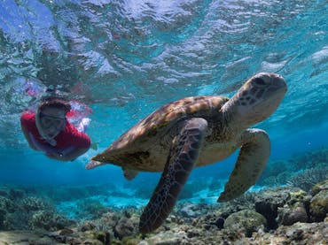 Lady Elliot Island Lady Elliot Island