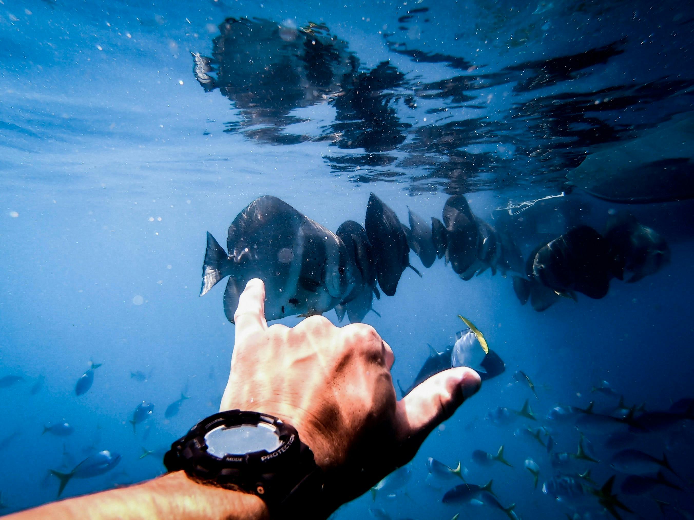 Fish, Snorkel, Airlie Beach,
