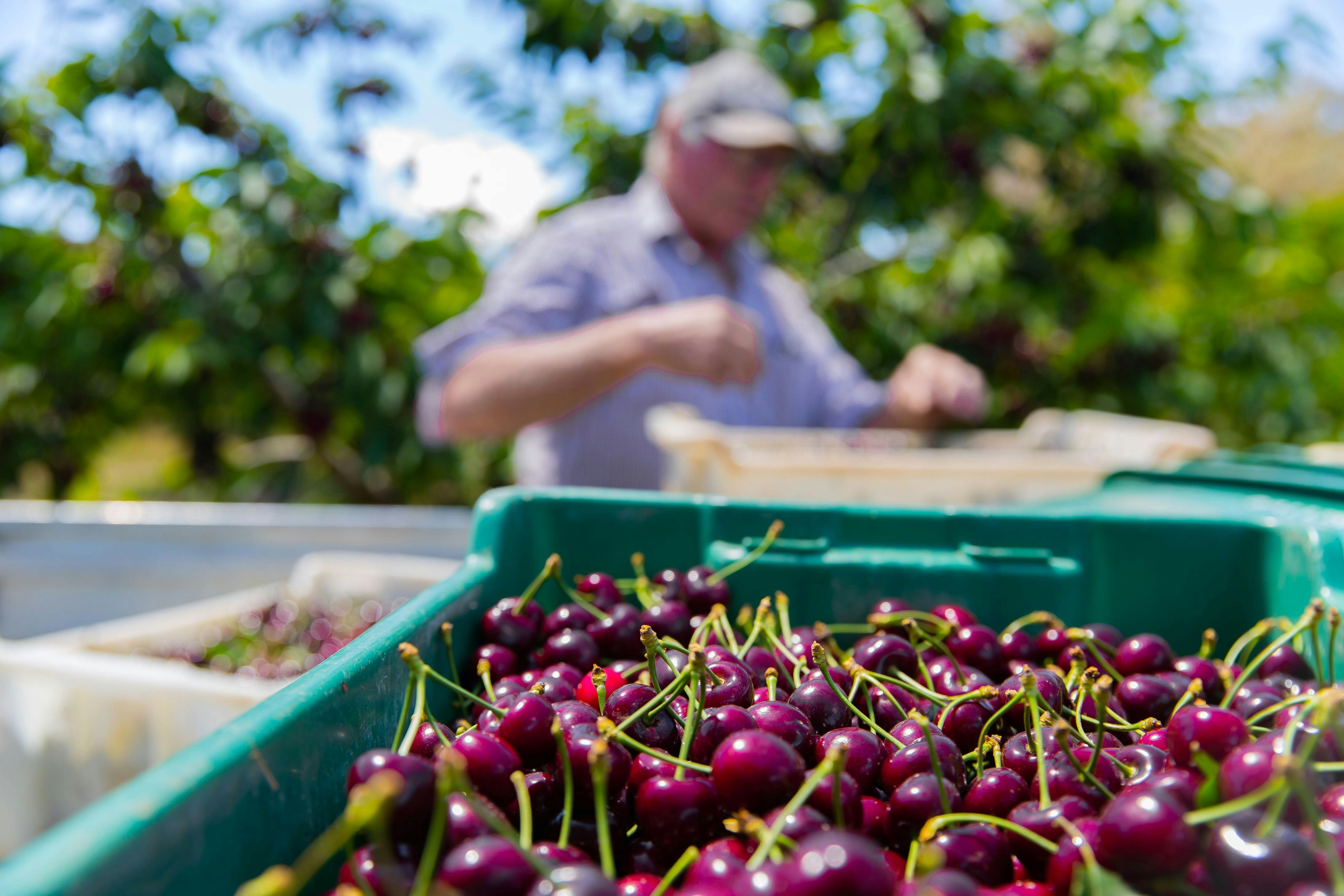Freshly picked cherries that are sold at our farm gate shop
