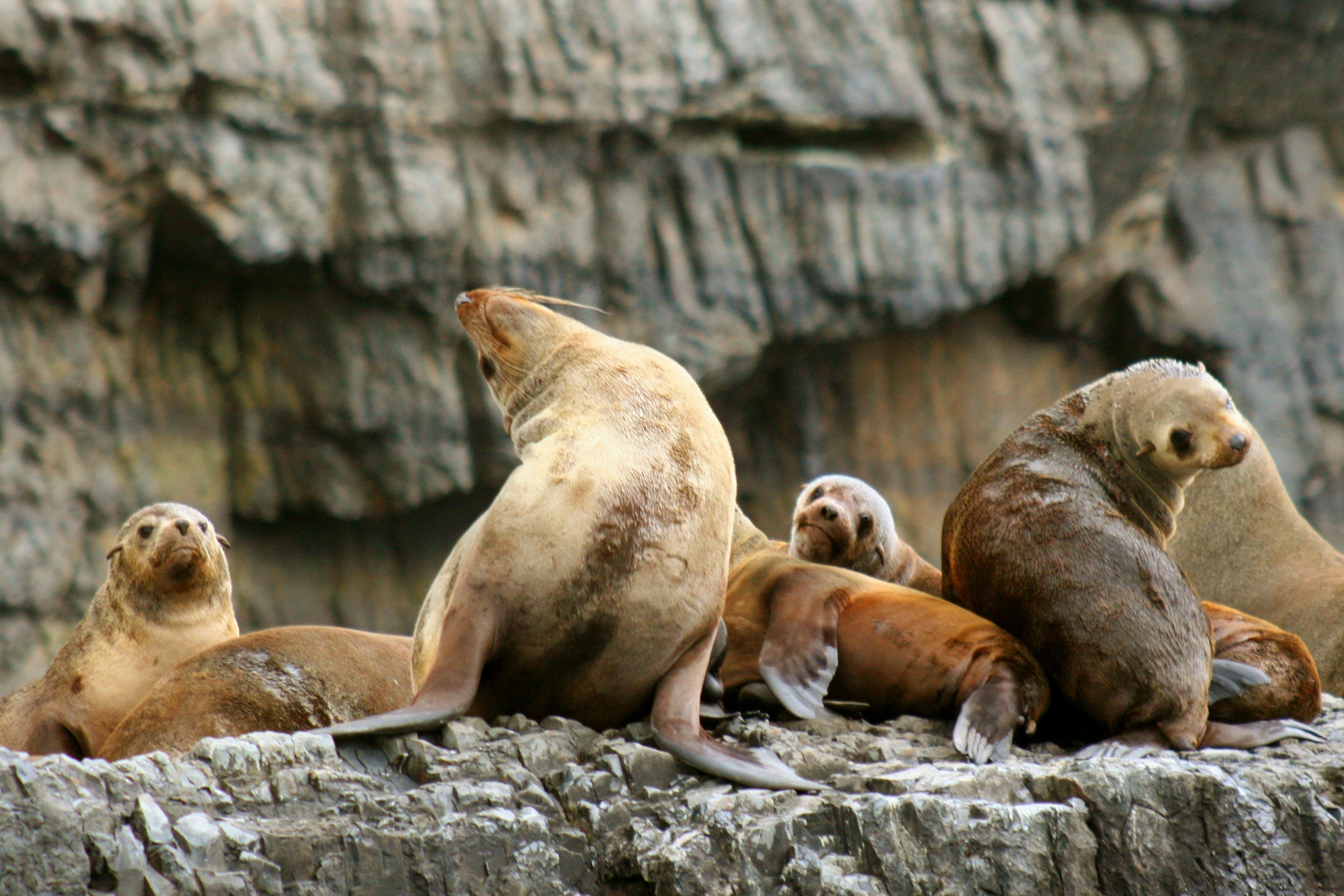 Seals on Tasman Island Cruises