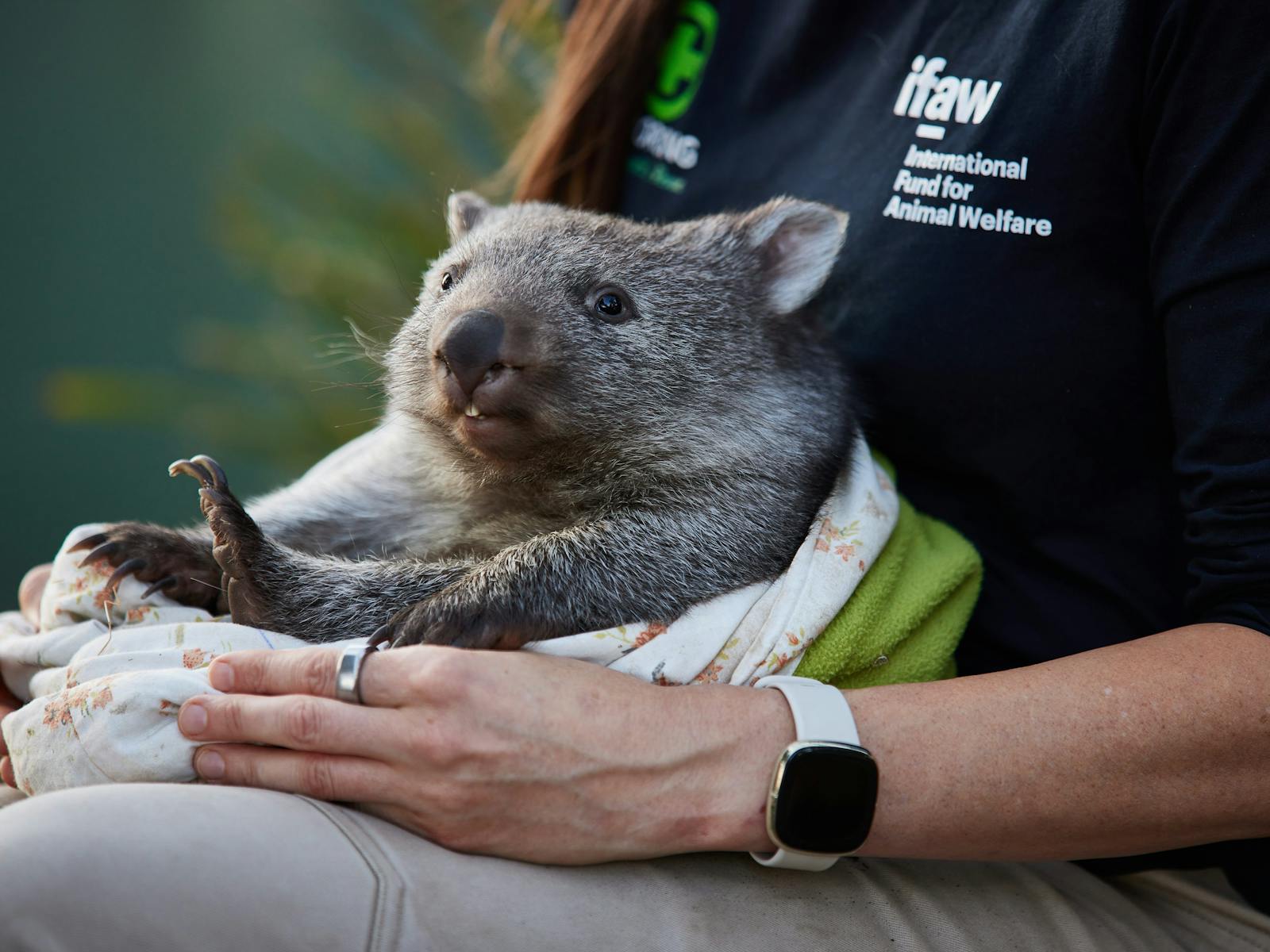 Bonorong Wildlife Sanctuary