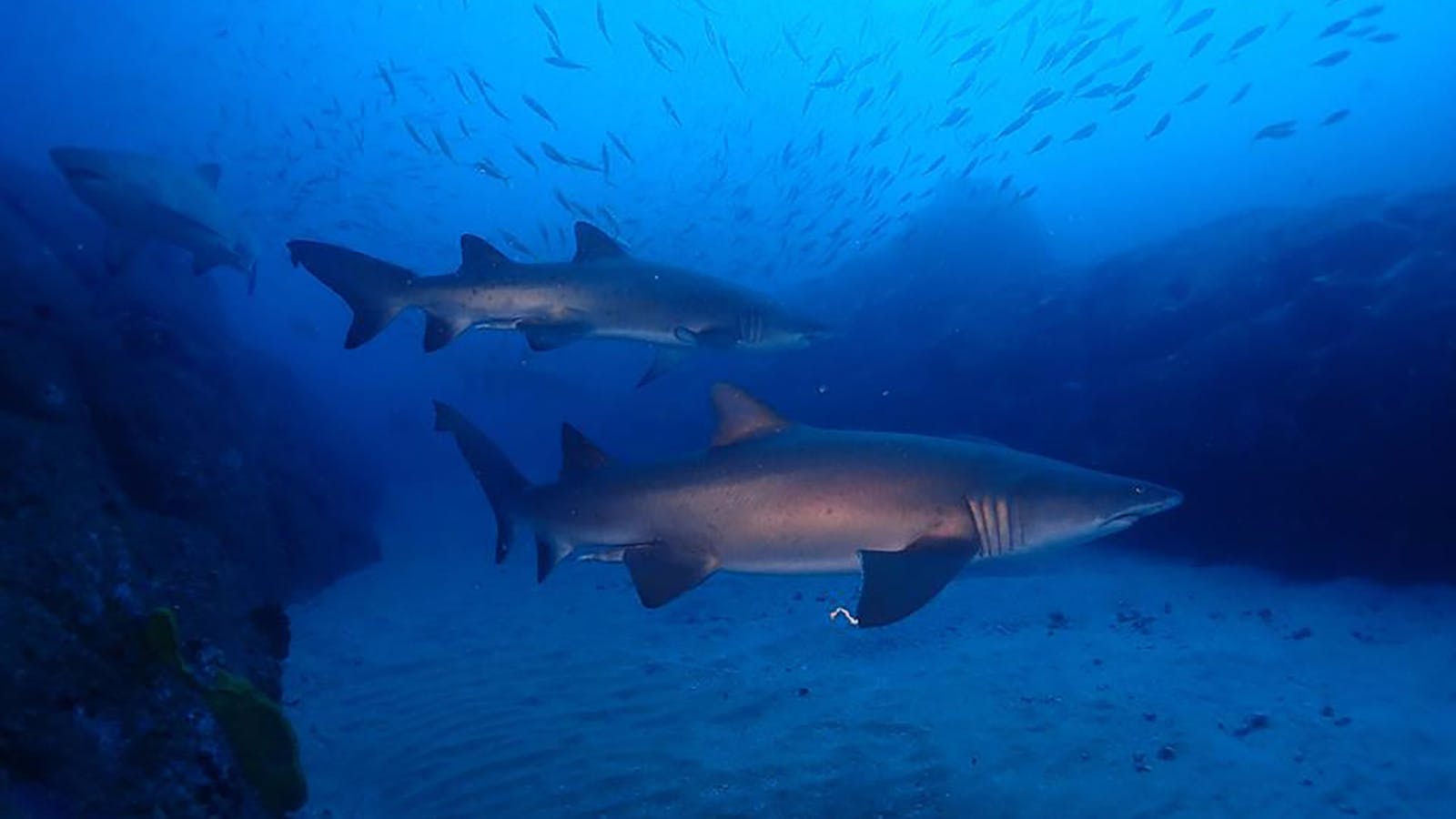 South West Rocks Dive Centre