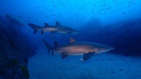 South West Rocks Dive Centre