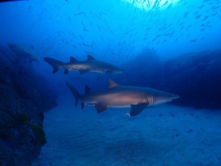 South West Rocks Dive Centre