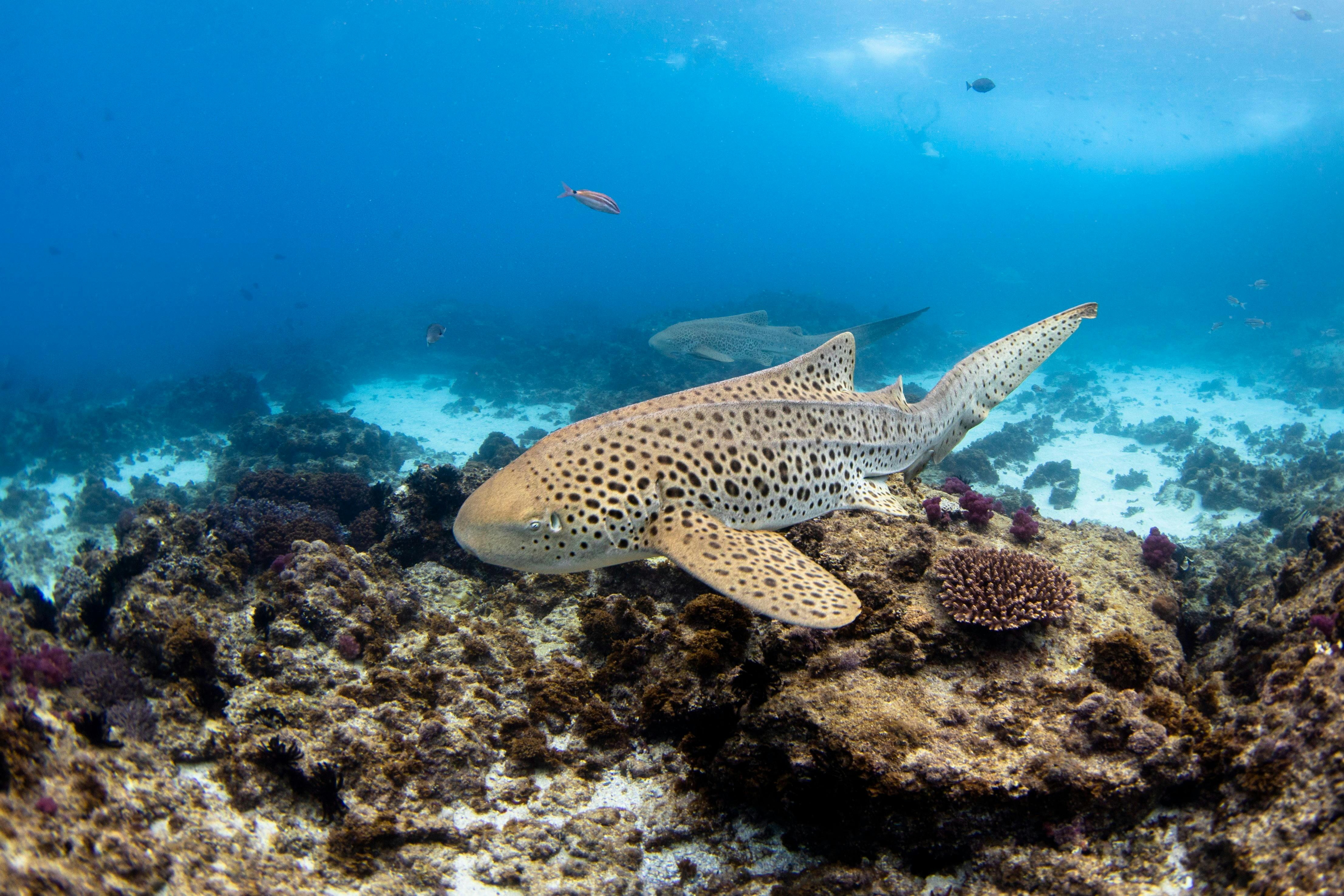 Manta, Turtle, Julian rocks, Byron bay, snorkelling, freediving, diving, Northern NSW