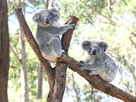 joey koalas