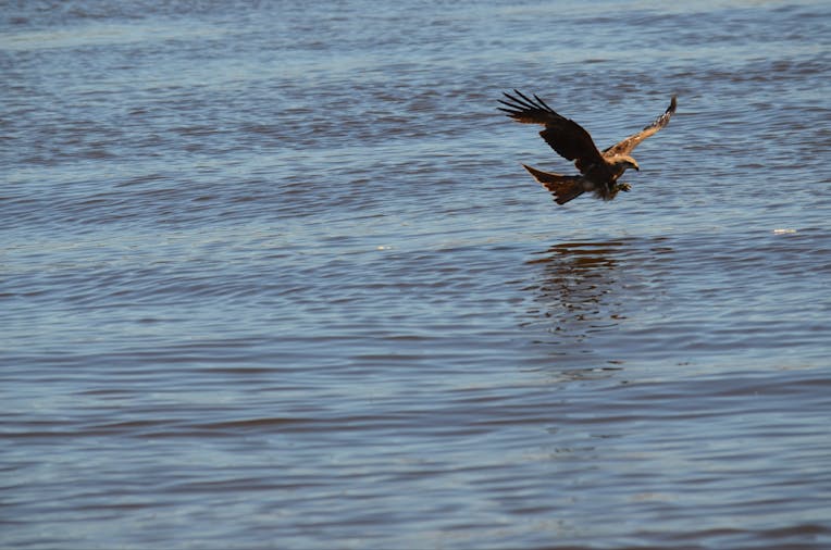 Afternoon Murray River Cruise