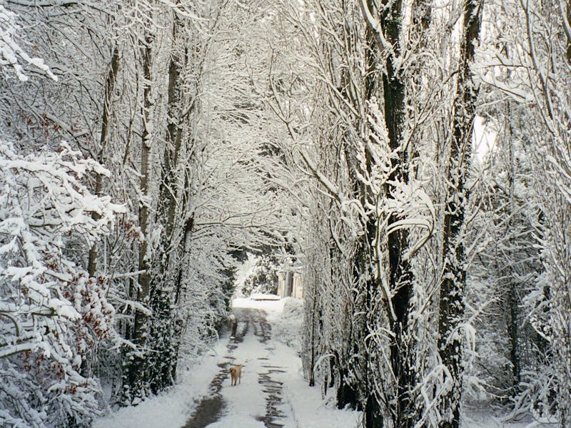 Driveway covered in snow