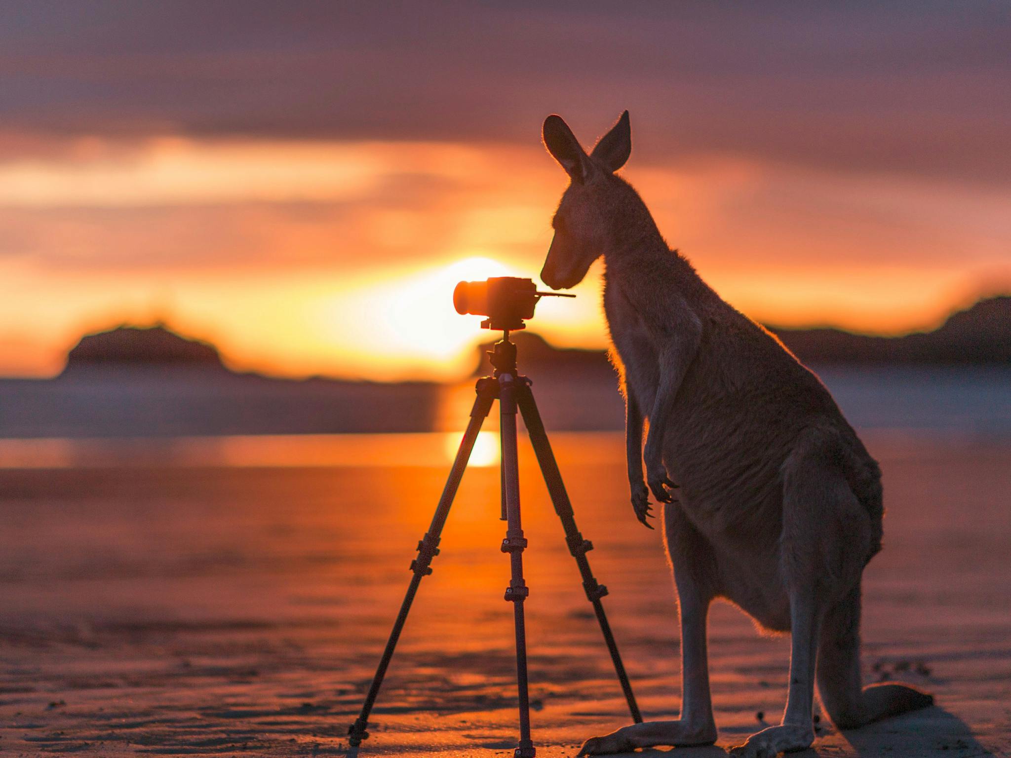 Sunrise with wallabies at Cape Hillsborough