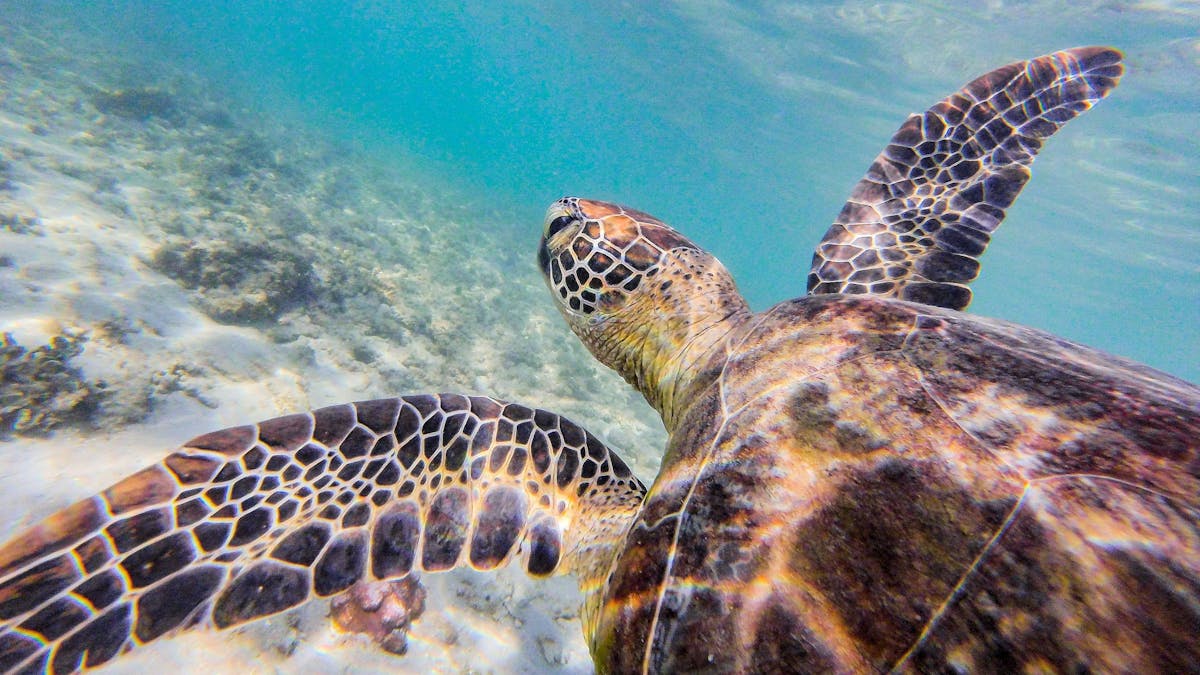 Turtle at Muggy Muggy Beach, Dunk Island