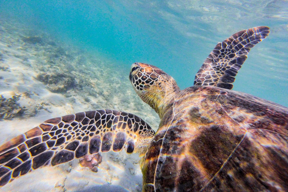 Turtle at Muggy Muggy Beach, Dunk Island