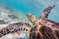 Turtle at Muggy Muggy Beach, Dunk Island
